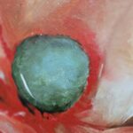 Hola Amapola!  80 x 60 cms - Imagen 8